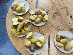 Kartoffeln im 3. Schuljahr